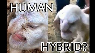 Human Hybrids  Lamb with human Face and more [upl. by Erine]