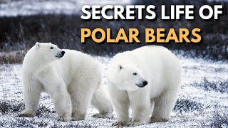 Secret Life of Polar Bears  Natures Secrets nature naturesecrets polarbear polarbearsfamily [upl. by Spense]