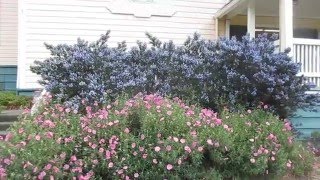 Growing Drought Tolerant Cistus amp Ceanothus in Canada [upl. by Mikel]