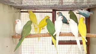 Ringneck Chicks of different colours shifting to new cage Parrot babies ko new cage ma shift kr di [upl. by Noirod]