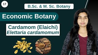 Economic Botany  Cardamom Elaichi  Elettaria cardamomum  B Sc amp M Sc [upl. by Vokaay]