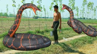 Saamp vala video  Snake video  सांप वाला वीडियो  anaconda video  king kobra snake video [upl. by Castera]