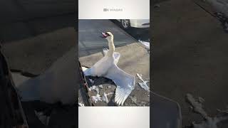 Swan Stuck Near House 🦢 🤍 swan rescueSwan swans shortswan shortsviral shorts [upl. by Milinda51]