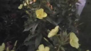 My Evening Primrose [upl. by Attenauqa]