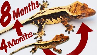 5 Tips to DOUBLE the Growth of Your Geckos [upl. by Lalage]