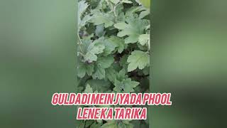 guldaudi mein jyada Phool lene ka tarika🌺🌺🌺🌹🌹🌹 [upl. by Gordon786]