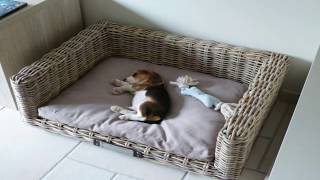 BEAGLE PUPPY PLAYING FETCH AT 10 WEEKS OLD CUTE BEAGLE PUPPY LOUIE [upl. by Mayhew]