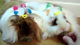 Peruvian Guinea Pig And Texel Guinea Pig Eating Alfalfa Slim [upl. by Ardnekan]