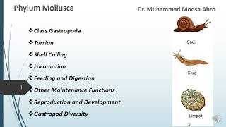 Phylum Mollusca Class Gastropoda Torsion Locomotion Digestion Reproduction and Development [upl. by Starkey]