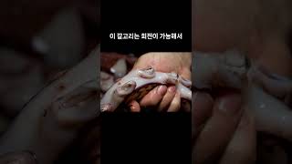 연체동물  07 훔볼트오징어 Humboldt squid [upl. by Budworth]