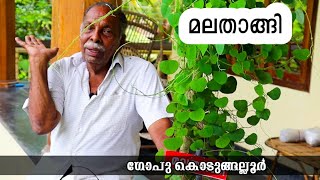 മലതാങ്ങി ചെടിയുടെ പുരാതന കഥകൾ പങ്കുവെച്ച് ഗോപു കൊടുങ്ങല്ലൂർCissampelos pareiraEpisode33 [upl. by Luz]