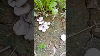 How to identify Edible and poisonous mushrooms  How To Identify Wild Mushrooms 🍄 [upl. by Maltzman]