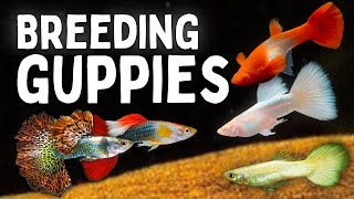 How to Breed Guppies Beginners Guide [upl. by Eiduam]