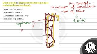 Which of the following plays an important role in the production of concentrated urine [upl. by Narhem75]