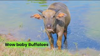 Video of the buffalo cycle continues🐃😄 [upl. by Barcot]