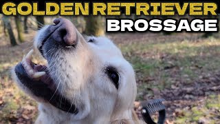 BROSSAGE DU GOLDEN RETRIEVER [upl. by Yesnek656]