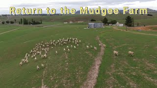 Return to the Mudgee Farm [upl. by Amiel]