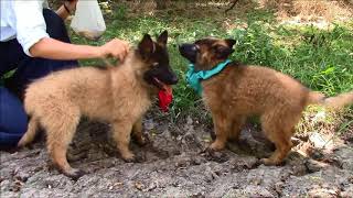 Belgian Tervuren Pups Sept 17 [upl. by Polito251]