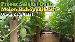 Proses Seleksi Buah Melon Hidroponik Nft [upl. by Davin637]