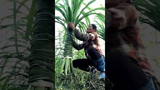 Unique Technique of Farming Sugarcane farming sugarcane satisfying [upl. by Ayela]