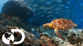 Peces cirujanos exfolian a las tortugas  Planeta Azul II  Discovery Latinoamérica [upl. by Tannenwald]