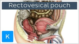 Rectovesical pouch Excavatio rectovesicalis  Human Anatomy  Kenhub [upl. by Herculie]