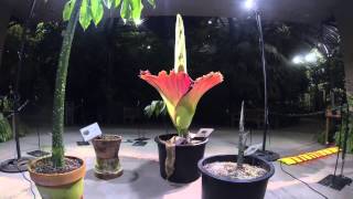 Timelapse video Amorphophallus titanum 2014 bloom [upl. by Ardet]