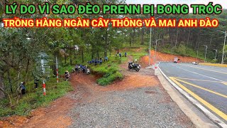 ĐÈO PRENN BỊ BONG TRÓC LÝ DO VÌ SAO TRỒNG HÀNG NGÀN CÂY THÔNG VÀ MAI ANH ĐÀO [upl. by Mosby]