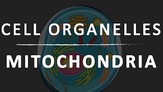 Cell Organelles Mitochondria  Science  LetsTute [upl. by Yema760]