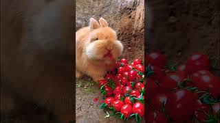 BABY BUNNY CUTE ❤️ LITTLE RABBIT CRYING  SCREAMING SOUND shorts tiktok bunny rabbit cute [upl. by Derfiniw]