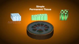 Plant Tissues  Class 9 Tutorial [upl. by Balas]