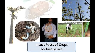 Lecture 3 Pests of Maize 3b Defoliator pests  3b1 Oriental armyworm Mythimna Separata [upl. by Selin]