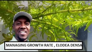 CAN I CONTROL THE GROWTH OF ELODEA DENSA  Egeria densa IN MY AQUARIUM [upl. by Anigriv]