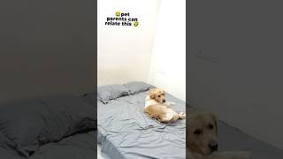 Pet parents can relate this🤣dog shorts doglover puppy goldenretriever petparent [upl. by Lyrret]