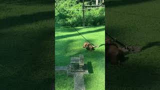 Orangutans playing at Sepilok Rehabilitation Centre Sabah [upl. by Woodcock]