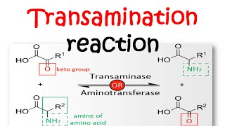 Transamination reaction mechanism [upl. by Ehcar330]