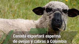 Canadá exportará esperma de ovejas y cabras a Colombia  TvAgro por Juan Gonzalo Angel Restrepo [upl. by Maxma580]