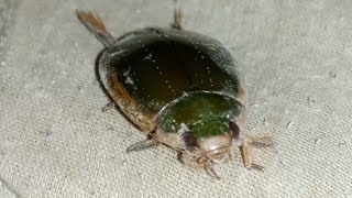 Great diving beetle  Dytiscus marginalis  green in colour [upl. by Albarran330]