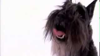 dogs 101  miniature schnauzer [upl. by Norad]