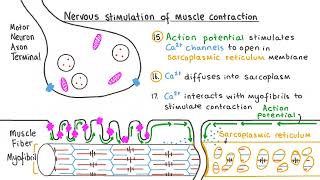 How Muscles Actually Work  The Science Behind Muscle Contraction [upl. by Yrrah799]