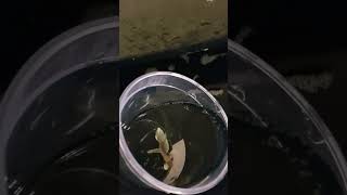 How To Acclimate Betta Fish bettafish shorts howto [upl. by Werdnael223]