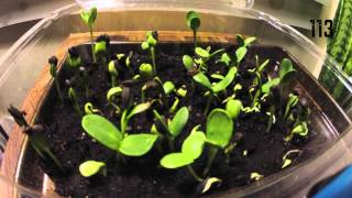 Sunflower Seeds Sprouting Timelapse [upl. by Adnilema]