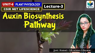 AUXIN BIOSYNTHESIS  PHYTOHORMONE PART3 CSIR NET PLANT BIOLOGY [upl. by Anerbes254]