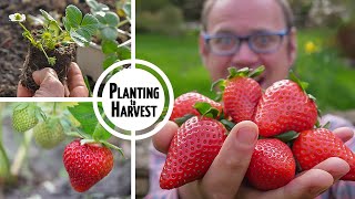 How to Grow Strawberries from Planting to Harvest 🍓🍓🍓🍓🍓 [upl. by Yrocaj661]