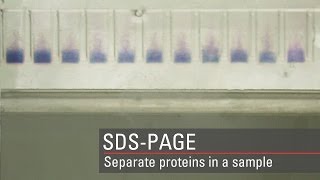 Separate proteins by SDSPAGE for Western blot [upl. by Elissa]