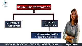 Muscular Contraction  Isometric Contraction Isotonic Contraction [upl. by Aneehsit]