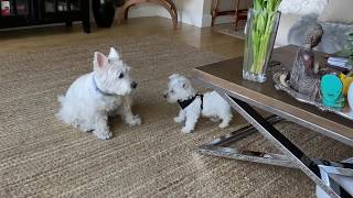 Westie Puppy and Big Sisters Morning Playtime [upl. by Keever]