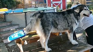 This Is What Happens When A Husky Dog Jumps In The Pool [upl. by Artap]