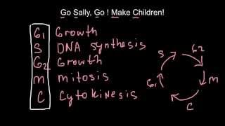 How to memorize cell cycles  mnemonic techniques [upl. by Nahraf585]