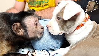 Capuchin Monkey amp Pit Bull FIRST MEETING GONE CUTE [upl. by Tnarg]